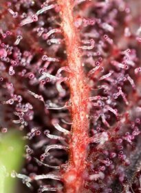 Sweet Seeds Red Hot Cookies® - 3 feminisierte Samen