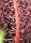 Sweet Seeds Red Hot Cookies® - 3 feminisierte Samen