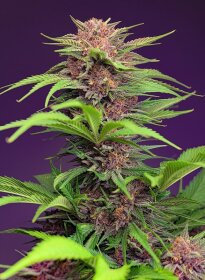 Sweet Seeds Red Mimosa XL AUTO - 3 autoflowering Samen