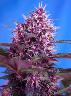 Sweet Seeds Red Poison® AUTO - 3 automatisierte Samen