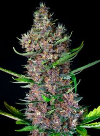 Sweet Seeds Red Poison® AUTO - 3 autoflowering Samen