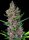 Sweet Seeds Red Poison® AUTO - 3 autoflowering Samen