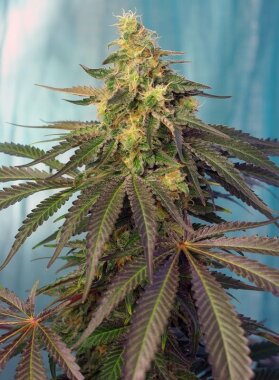 Sweet Seeds Cream Caramel CBD - 3 feminized seeds