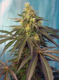 Sweet Seeds Cream Caramel CBD - 3 feminisierte Samen