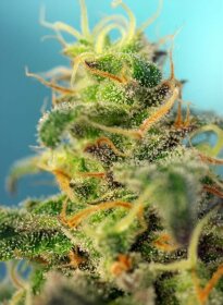 Sweet Seeds Cream Caramel CBD - 3 feminisierte Samen