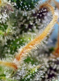 Sweet Seeds Cream Caramel CBD - 3 feminisierte Samen