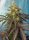 Sweet Seeds Cream Caramel CBD - 3 feminisierte Samen