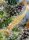 Sweet Seeds Cream Caramel CBD - 3 feminisierte Samen