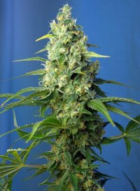 Sweet Seeds Honey Peach AUTO CBD - 3 automated seeds