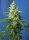 Sweet Seeds Honey Peach AUTO CBD - 3 automatisierte Samen