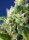 Sweet Seeds Honey Peach AUTO CBD - 3 automatisierte Samen