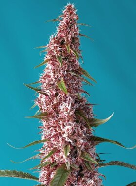 Sweet Seeds Red Pure AUTO CBD - 3 automatisierte Samen