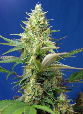 Sweet Seeds Sweet Pure AUTO CBD - 3 automatisierte Samen