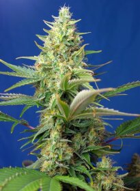 Sweet Seeds Sweet Pure AUTO CBD - 3 automated seeds