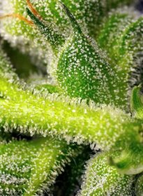 Sweet Seeds Sweet Pure AUTO CBD - 3 automatisierte Samen