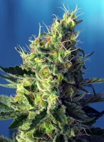 Sweet Seeds Sweet Pure CBD - 3 feminized seeds