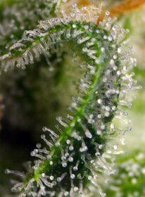 Sweet Seeds Sweet Pure CBD - 3 feminisierte Samen