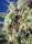 Sweet Seeds Sweet Pure CBD - 3 feminisierte Samen