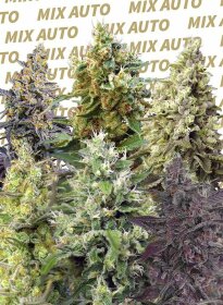 Sweet Seeds Sweet Moix AUTO - 10 automated seeds