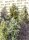 Sweet Seeds Sweet Moix AUTO - 10 autoflowering Samen