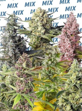 Sweet Seeds Sweet Mix Feminized - 10 feminized seeds