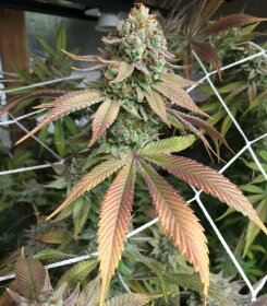 Jinxproof Genetics 9lb Hammer REGULAR - 6 regular seeds