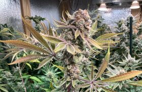 Jinxproof Genetics 9lb Hammer REGULAR - 6 regular seeds