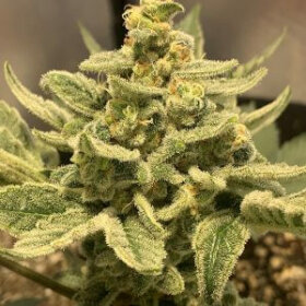 Jinxproof Genetics Pucker Punch REGULAR - 6 regular seeds