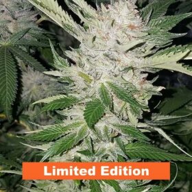 Jinxproof Genetics Pucker Punch REGULAR - 6 regular seeds