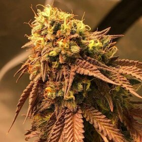 Jinxproof Genetics Problem Child REGULAR - 6 regular seeds