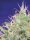 Sweet Seeds Sweet Green Poison® - 3 feminisierte Samen