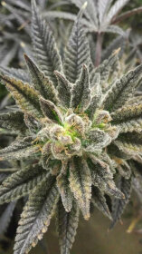 Jinxproof Genetics Best Friend OG REGULAR - 6 reguläre Samen