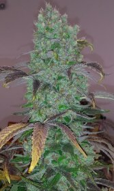 Jinxproof Genetics Best Friend OG REGULAR - 6 reguläre Samen