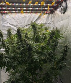 Jinxproof Genetics 9 Alarm REGULAR - 6 regular seeds