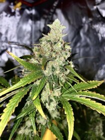 Jinxproof Genetics 9 Alarm REGULAR - 6 regular seeds