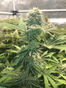 Jinxproof Genetics 9 Alarm REGULAR - 6 reguläre Samen