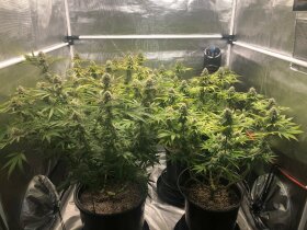 Jinxproof Genetics 9 Alarm REGULAR - 6 reguläre Samen