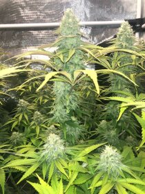 Jinxproof Genetics 9 Alarm REGULAR - 6 reguläre Samen