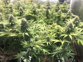 Jinxproof Genetics 9 Alarm REGULAR - 6 reguläre Samen