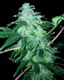 The Cali Connection 22 - 6 feminized seeds