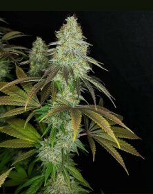 The Cali Connection 818 Headband aka Sour OG - 6 feminized seeds