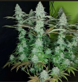 The Cali Connection 818 Headband aka Sour OG - 6 feminized seeds