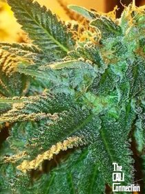 The Cali Connection Alien OG - 6 feminized seeds