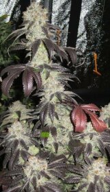 The Cali Connection Black Kush - 6 feminized seeds