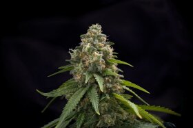 The Cali Connection Blackwater - 6 feminized seeds