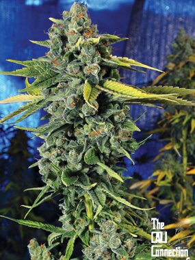 The Cali Connection Blue Dream Haze - 6 feminisierte Samen