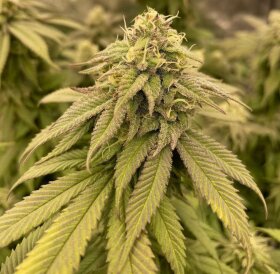 The Cali Connection Boss Hogg - 6 feminized seeds