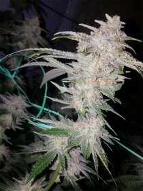 The Cali Connection Buddha Tahoe OG - 6 feminized seeds