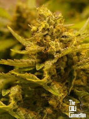 The Cali Connection CBD OG - 6 feminisierte Samen