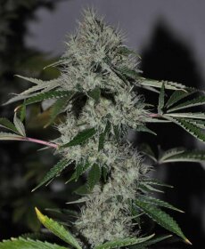 The Cali Connection Chem 4 OG - 6 feminized seeds